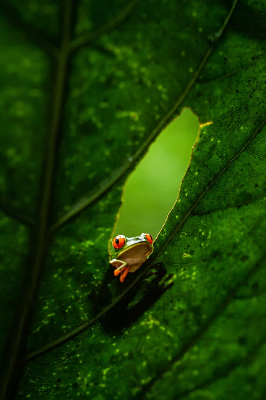 A red-eyed tree frog on a rainforest leaf in Costa Rica.