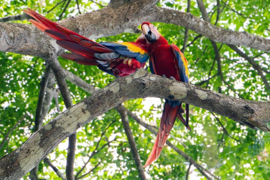 A pair of scarlet macaws in the rainforest canopy.