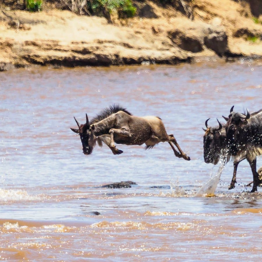 A wildebeest leaping into the Mara River during the annual migration.
